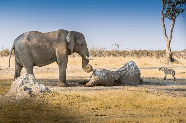 Un elefante velando a un companero muerto