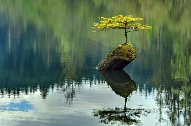 arbol sobre un tronco a la deriva