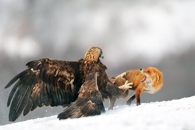 encuentro entre un aguila real y un zorro rojo en la nieve