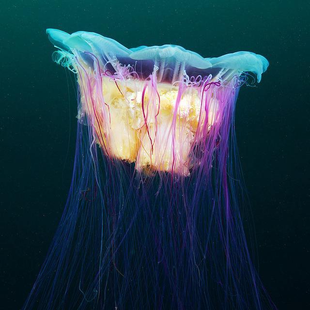 medusa 8
