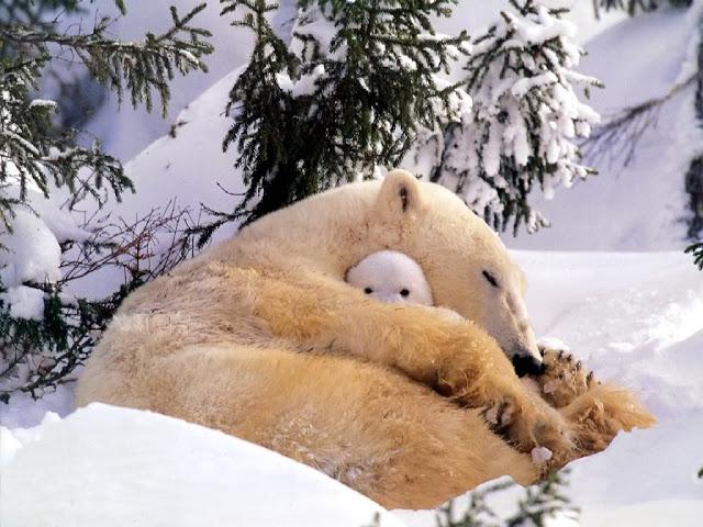 un oso polar madre y osezno durmiendo en la nieve