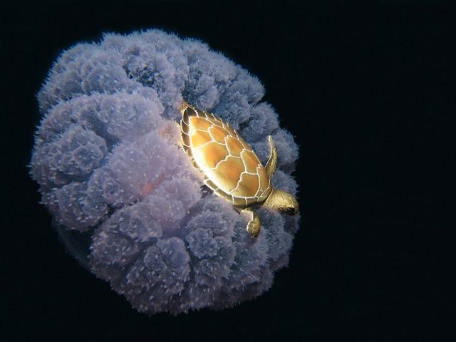 una tortuga cabalgando sobre una medusa