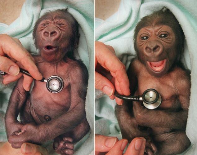 yakini bebe de gorila examinado con un estetoscopio
