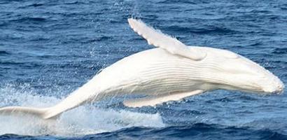 ALBINO