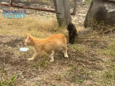 NIÑOS GATOS