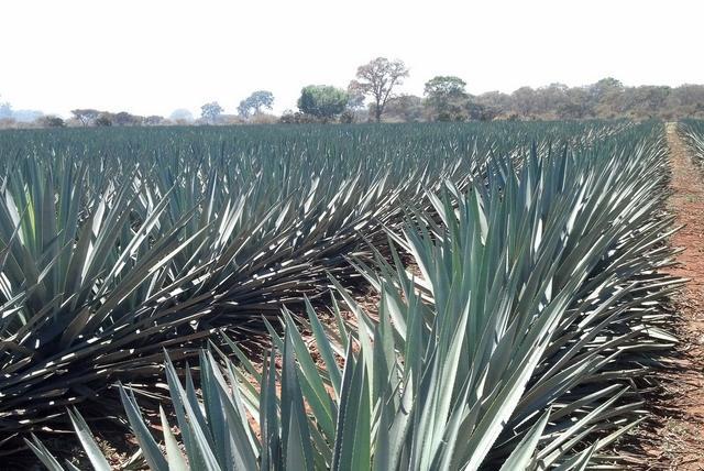 042514agave