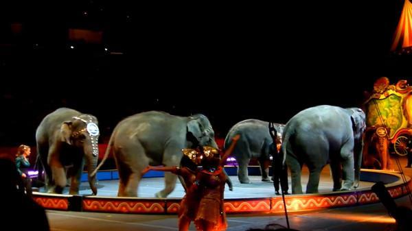 aelephan