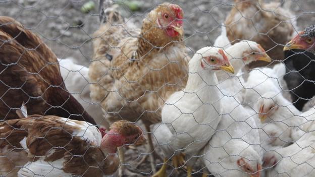 aves-gallinas-influenza-gripe-aviar