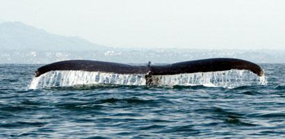 awhale