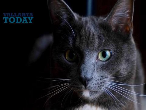 cat day