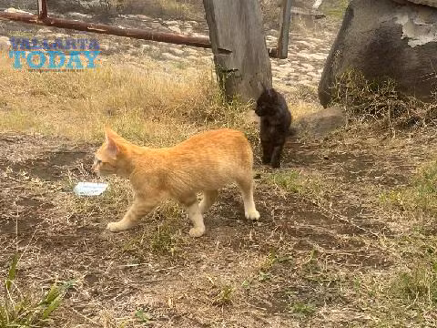 NIÑOS GATOS