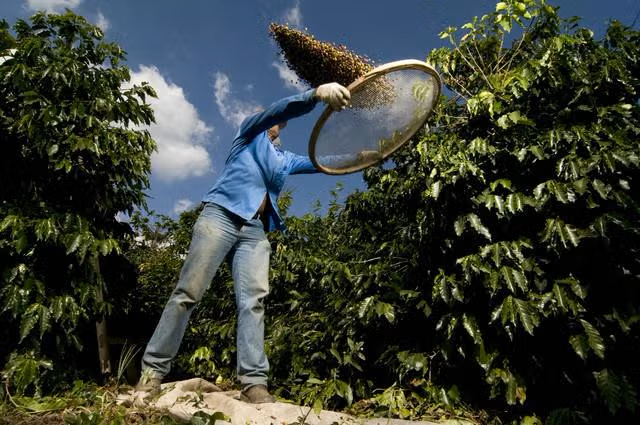 brazil-coffee1