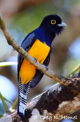 pajaro1