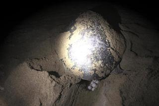 recoverd-turtle-eggs3