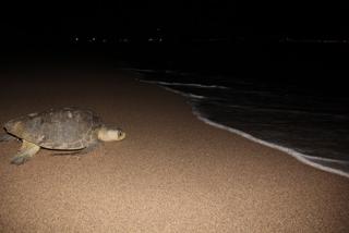 recoverd-turtle-eggs4