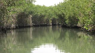 reproduction-in-estuary5