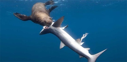 sealxhowsdownsharks