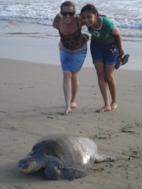 seaturtle1