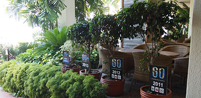 sheraton-earth-hour-trees
