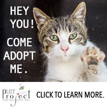 purr-project-adopt-a-kitty purr-project-adopt-a-kitty