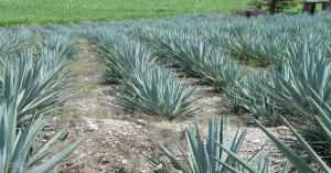 tequila