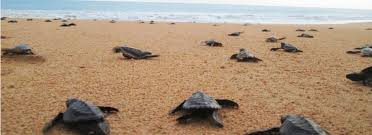 tortuga3