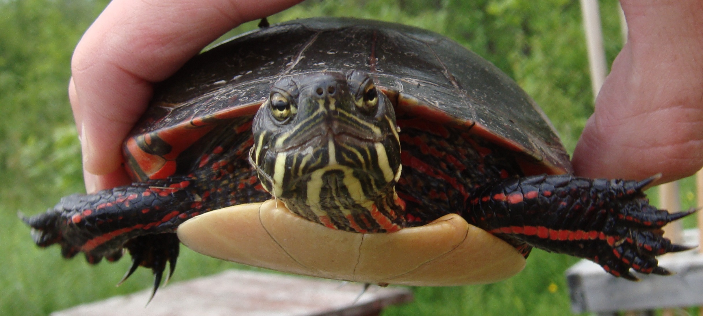 tortuga4