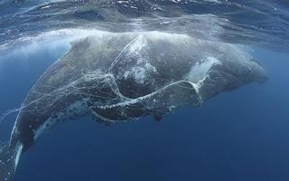 whale-stuck-in-net