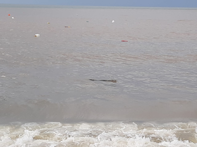 Tourists watch baby crocodile