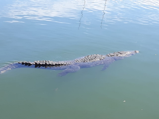 crocodile