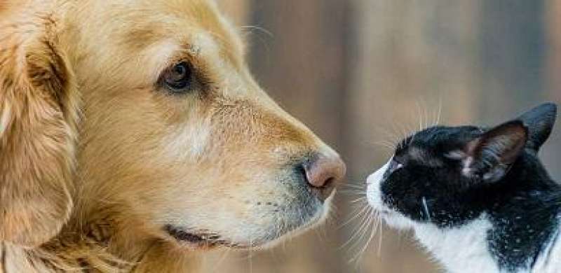 Mexico is No. 2 in the world for the most household pets