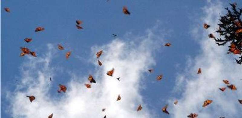 Las primeras mariposas monarcas han llegado a México