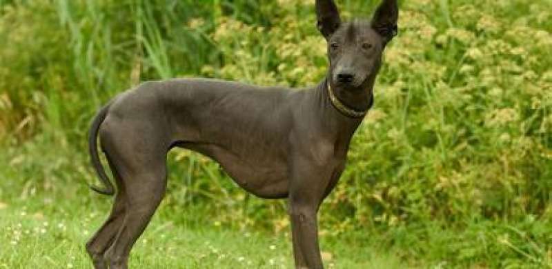 This Hairless Mexican Dog Has a Storied, Ancient Past  