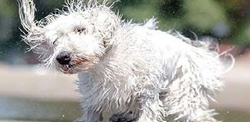 Keep Your Dog Safe In The Summer