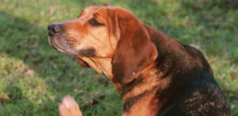 Protect Your Pet From Summer Pests