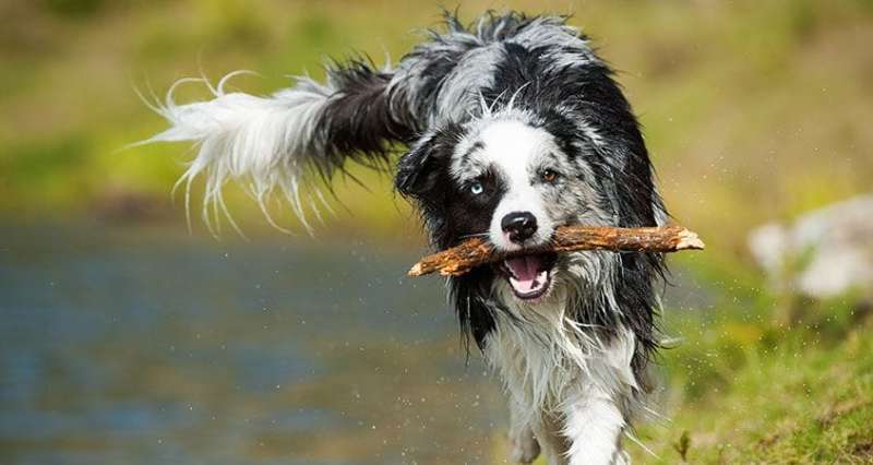 6 Steps To Teaching Your Dog To Fetch
