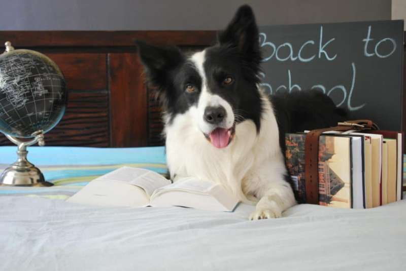 6 Great Ways To Challenge Your Dog’s Mind