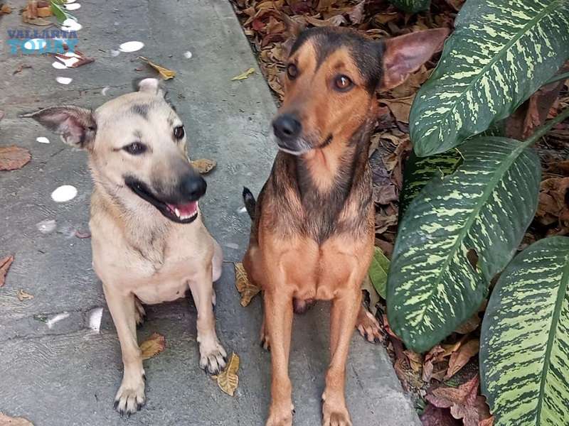 How Often Should You Bathe A Dog In Puerto Vallarta?