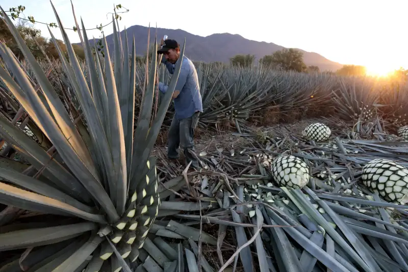 La producción artesanal de licores impulsa las economías rurales en las tierras altas de Jalisco.