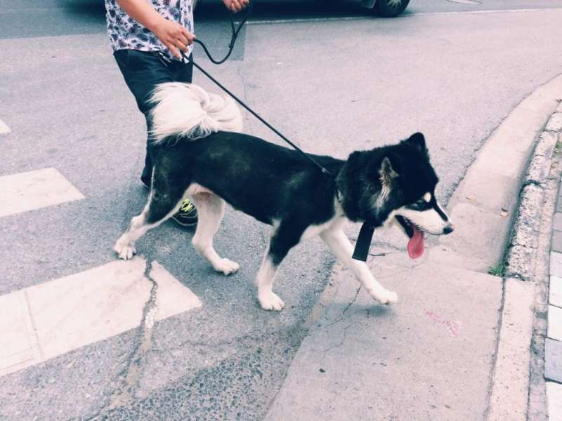Helping Your Dog Be Social On The Walk