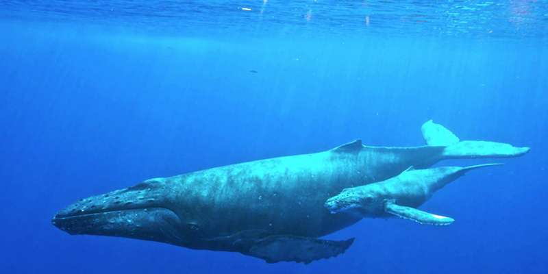 Puerto Vallarta Top Vacation Spot for Pacific Humpback Whales