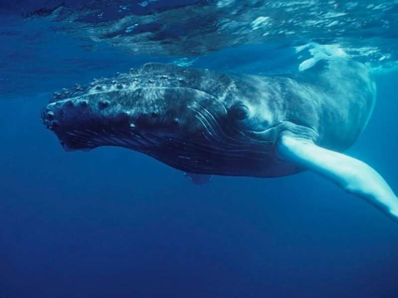 Whale Released Near Banderas Bay