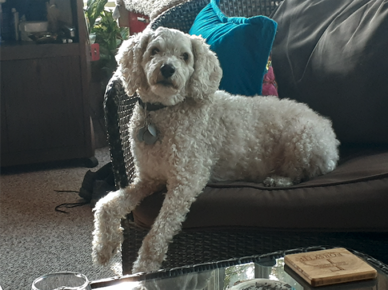wife, pets, cats, zeke, dog, cage, i , love, gave, fish, birds, dogs, pet, bird, hated, limo, loves, open, daffy, kennel