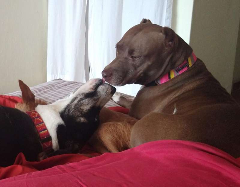 Ruby and Gaucha