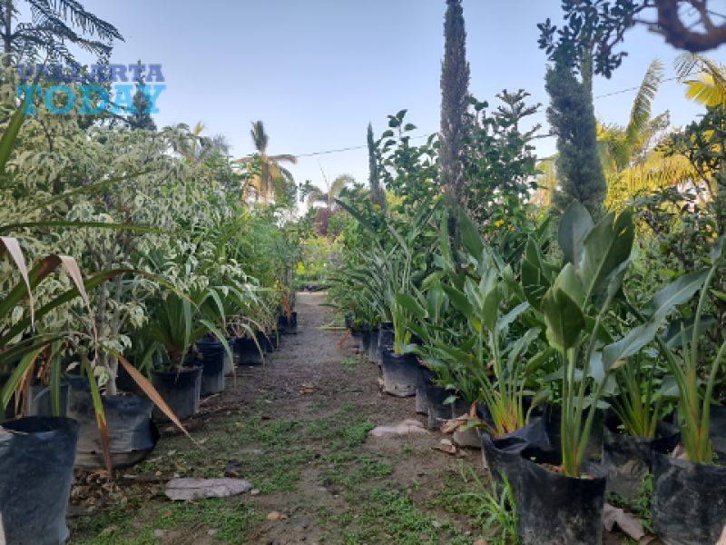 Trees And Plants In Puerto Vallarta