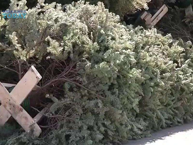 Árboles de Navidad