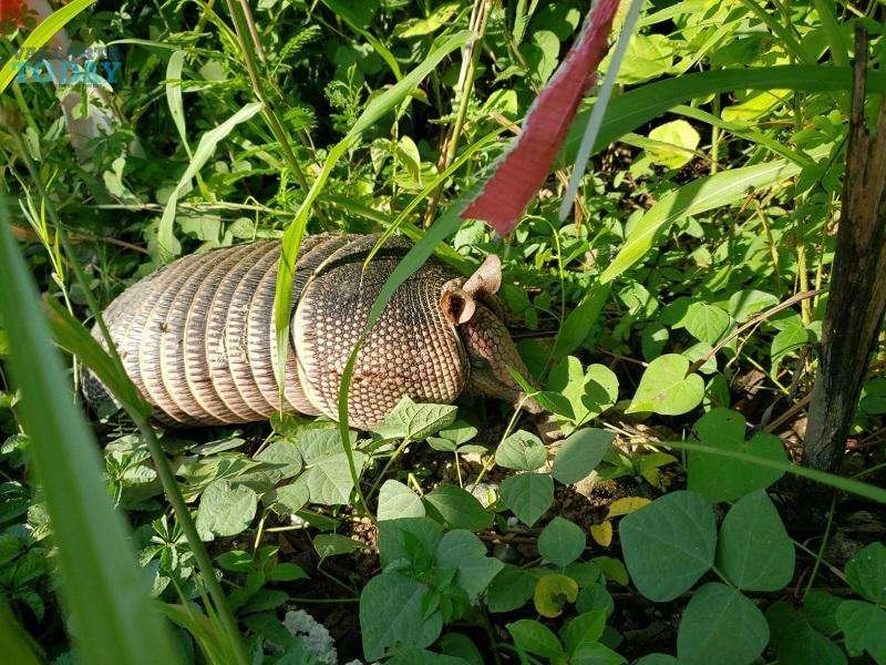 Armadillos In Puerto Vallarta