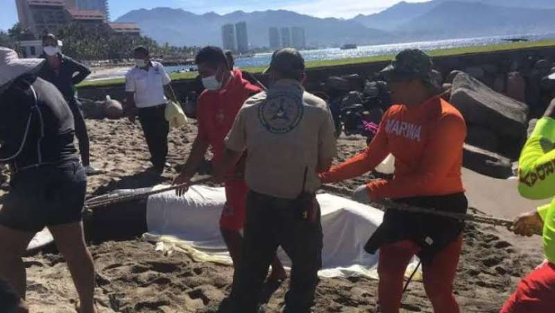 ballenas, terneros, cuerpos, playa, metros, natural, ballena, bahía, organización, lugar, largo, defensa, vallarta, marina, madre, varada, tipo, presente, ecobac, conservación