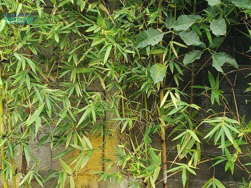 Aprenda a cuidar su árbol de bambú