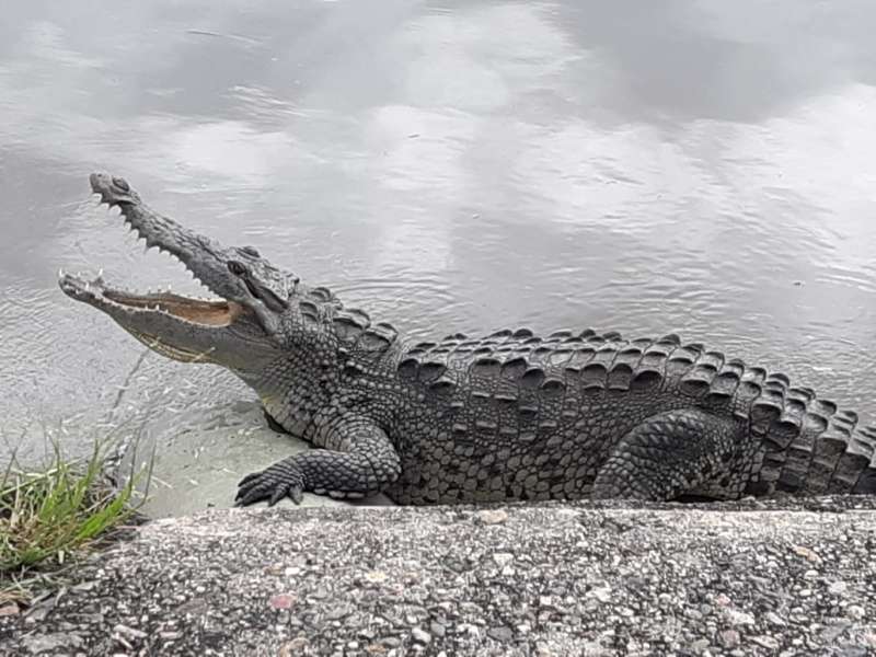 Escultura De Cocodrilo En El Estero El Salado
